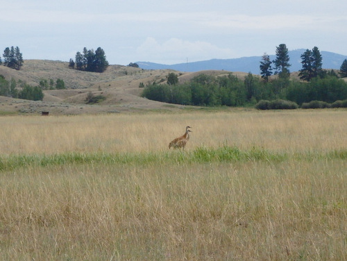 GDMBR: More pictures of the same pair of Sandhill Cranes.